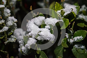 Snow falls on the leaves photo