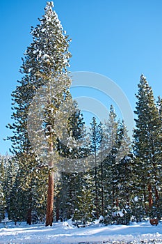 Snow Falls from Pine at Plumas National Park photo