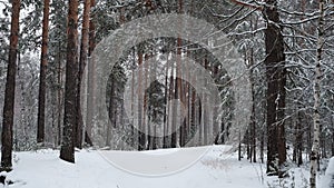 Snow falls in a winter pine forest
