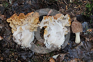 Snow false morel Gyromitra gigas and true morel Morchella deliciosa mushrooms in forest