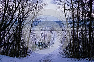 Snow fell asleep dunes and pines of the Baltic Bay. Winter landscape