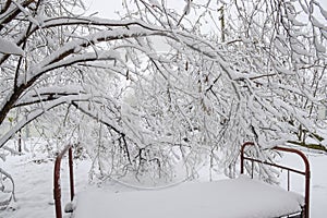 Snow fell in the garden. The old bed under a tree in the garden. Winter has come