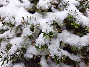 Snow fell on the leaves in winter