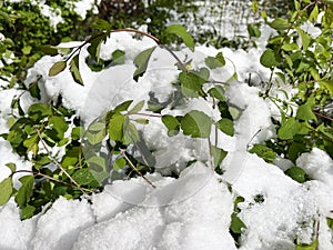 The snow that fell in May covered the foliage. Moscow region, Balashikha city