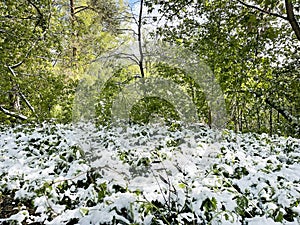 The snow that fell in May covered the foliage. Moscow region, Balashikha city