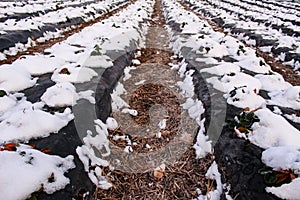 Snow fell on strawberry plants. Snow on the rows of strawberries covered with plastic black foil and between the inter-row space