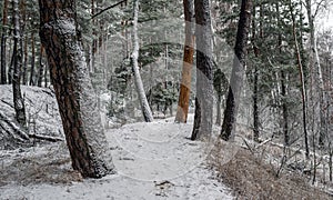 Snow fell to the ground and trees. Cold winter weather.