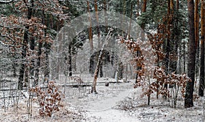 Snow fell to the ground and trees. Cold winter weather.