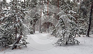 Snow fell to the ground and trees. Cold winter weather.