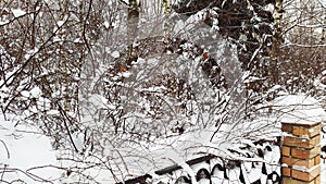 Snow on fence and bushes - wintertime