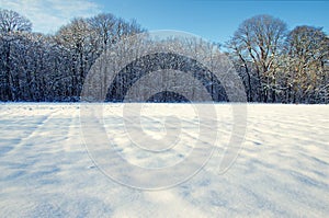 Snow field and forest