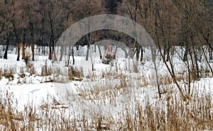 snow in the field in front of the forest, landscape