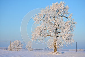 Snow on the field and frozen oak trees. Lithuania nature.