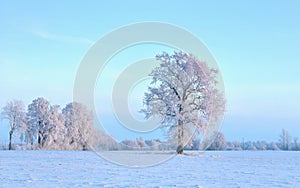 Snow on the field and frozen trees.