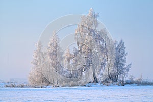 Snow on the field and frozen trees.