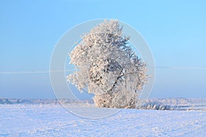 Snow on the field and frozen trees.