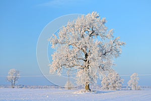 Snow on the field and frozen trees.Awesome rural landscape