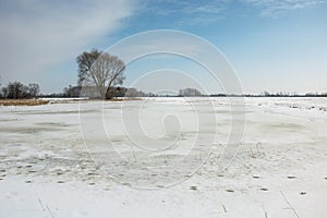 Snow in the field and a lonely big tree