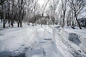 Snow field on the Otaru Mountain, Hokkaido, Japan