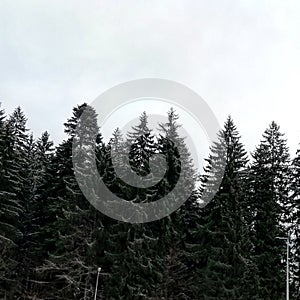 Snow and fir photo
