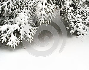 Snow fir tree branches under snowfall