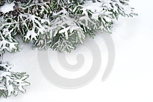Snow fir tree branches under snowfall
