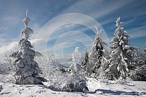 Snow fir trees