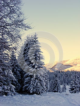 Snow fir in winter