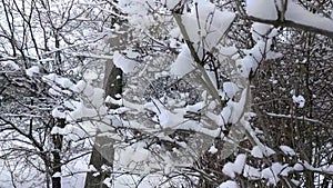 Snow flakes fall from tree branches on a cloudy winter day