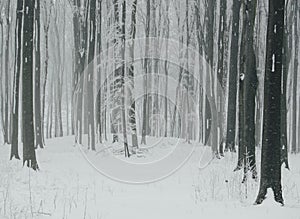 Snow flakes falling in cold winter forest