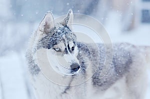 Snow flakes on the head siberian husky dog in winter blizzard outdoor