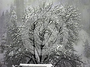 Snow flakes on the tree