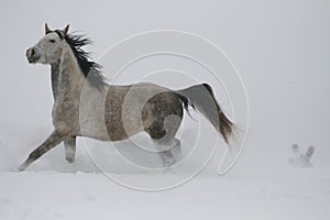 Snow flies from the hooves.arab horse on a snow slope hill in winter
