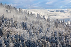 Snow Flocked and Iced Forest Clingman`s Dome