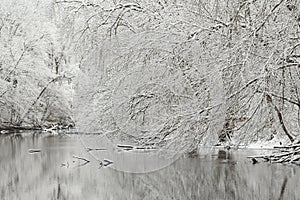 Snow Flocked Shoreline Kalamazoo River