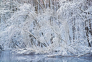 Snow Flocked Shoreline Kalamazoo River