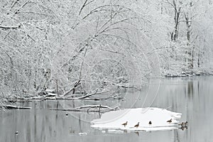 Snow Flocked Shoreline Kalamazoo River with Geese