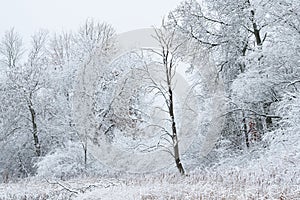 Snow Flocked Shoreline Whitford Lake