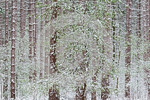 Snow Flocked, Spring Red Pine Forest