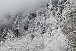 Snow Flocked Trees Clingman`s Dome