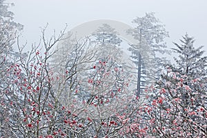 Snow Flocked Trees in Fog