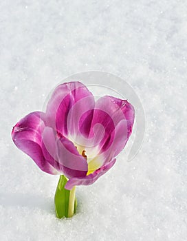 Tulip prettybackground