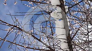 Snow on a flowering spring tree video