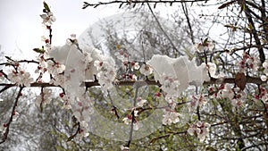 Snow on a flowering spring tree video 4k