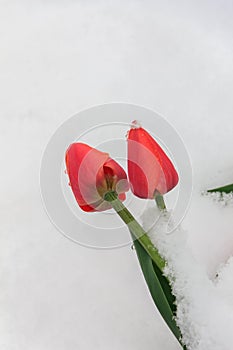 Snow & flowers 5