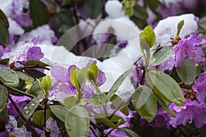 Snow on flowers of rhododendron shrub in early spring, Connecticut