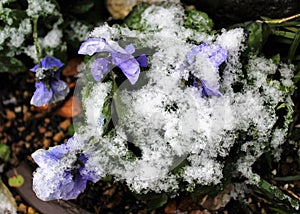 Snow on flowers