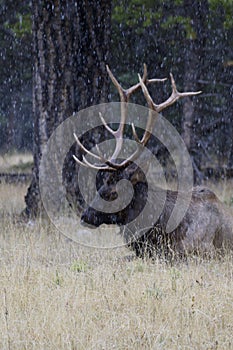 Snow flurries fall on bedded down, antlered male elk in Alberta