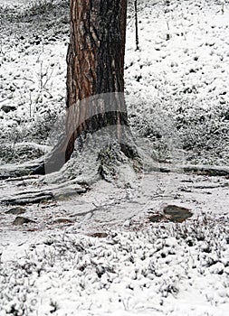 Snow at the foots of a massive tree×¥ Lapland, Finland