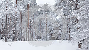 Snow forest